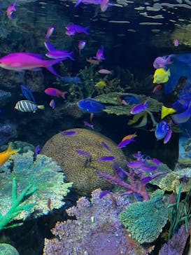 サンシャイン水族館に投稿された画像（2022/3/15）