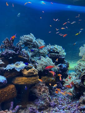 サンシャイン水族館に投稿された画像（2022/3/15）