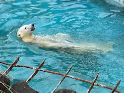 天王寺動物園 口コミ一覧 アソビュー