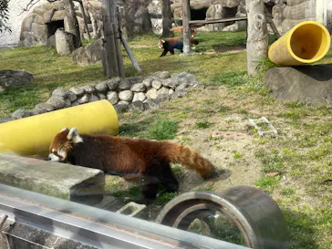 天王寺動物園に投稿された画像（2022/3/15）