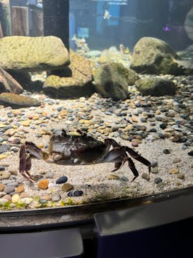 カワスイ 川崎⽔族館に投稿された画像（2022/3/15）