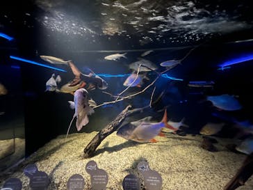 カワスイ 川崎⽔族館に投稿された画像（2022/3/15）