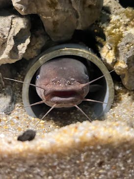 カワスイ 川崎⽔族館に投稿された画像（2022/3/15）