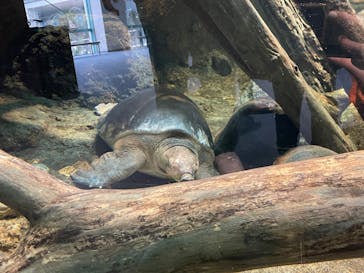 名古屋港水族館に投稿された画像（2022/3/15）