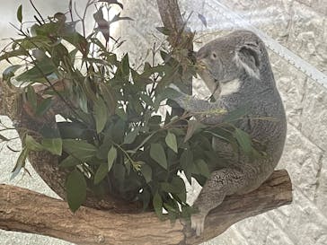 淡路ファームパーク イングランドの丘に投稿された画像（2022/3/15）