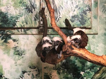 伊豆シャボテン動物公園に投稿された画像（2022/3/15）