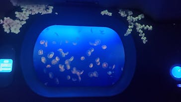 新江ノ島水族館に投稿された画像（2022/3/16）