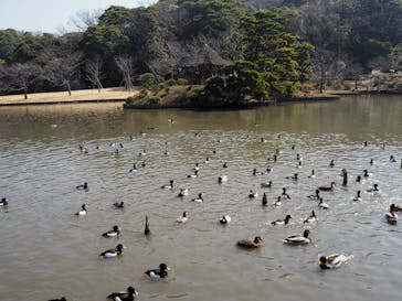 三溪園に投稿された画像（2022/3/16）
