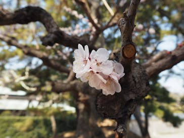 三溪園に投稿された画像（2022/3/16）