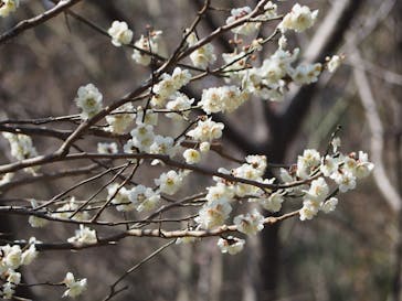 三溪園に投稿された画像（2022/3/16）