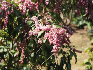 三溪園に投稿された画像（2022/3/16）