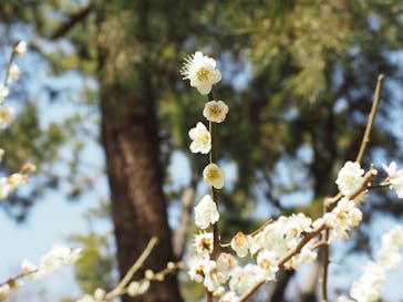 三溪園に投稿された画像（2022/3/16）
