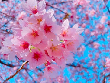 伊豆ぐらんぱる公園に投稿された画像（2022/3/16）