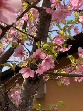 伊豆パノラマパークに投稿された画像（2022/3/16）