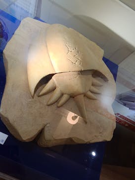 国立科学博物館　特別企画展「ポケモン化石博物館」に投稿された画像（2022/3/16）