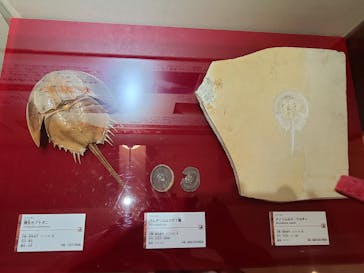 国立科学博物館　特別企画展「ポケモン化石博物館」に投稿された画像（2022/3/16）