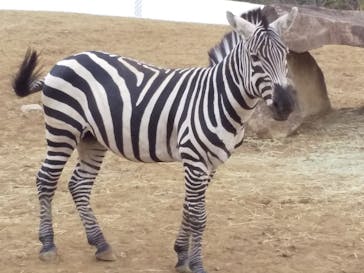 よこはま動物園ズーラシアに投稿された画像（2022/3/16）