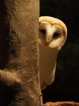 Moff animal world MARK IS みなとみらい店に投稿された画像（2022/3/16）