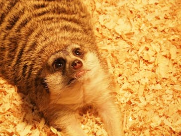 Moff animal world MARK IS みなとみらい店に投稿された画像（2022/3/16）