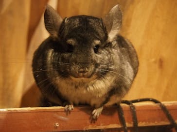 Moff animal world MARK IS みなとみらい店に投稿された画像（2022/3/16）