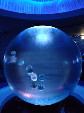 新江ノ島水族館に投稿された画像（2022/3/16）