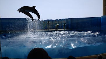 新江ノ島水族館に投稿された画像（2022/3/16）