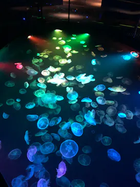 すみだ水族館に投稿された画像（2022/3/16）