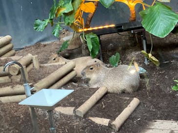 カワスイ 川崎⽔族館に投稿された画像（2022/3/16）