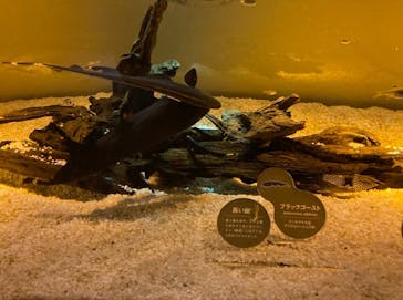 カワスイ 川崎⽔族館に投稿された画像（2022/3/16）