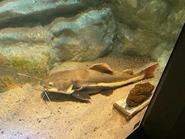 カワスイ 川崎⽔族館に投稿された画像（2022/3/16）