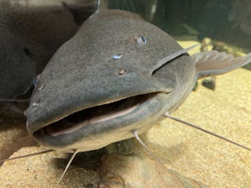 カワスイ 川崎⽔族館に投稿された画像（2022/3/16）