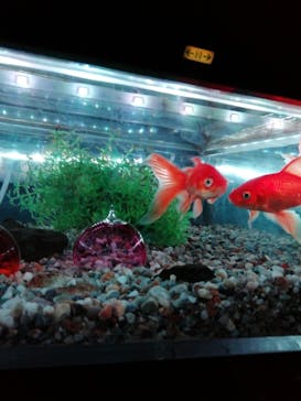 ゼロ距離水族館 伊勢シーパラダイスに投稿された画像（2022/3/17）