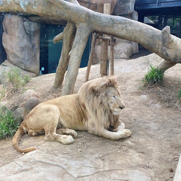 沖縄こどもの国に投稿された画像（2022/3/17）