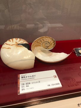 国立科学博物館　特別企画展「ポケモン化石博物館」に投稿された画像（2022/3/17）