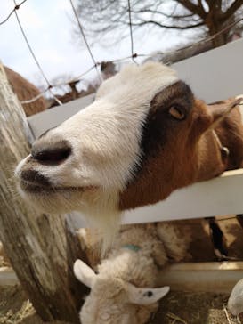 成田ゆめ牧場に投稿された画像（2022/3/17）