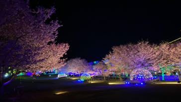 伊豆ぐらんぱる公園に投稿された画像（2022/3/17）