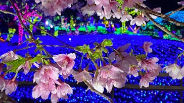 伊豆ぐらんぱる公園に投稿された画像（2022/3/17）