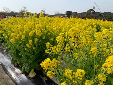 淡路ファームパーク イングランドの丘に投稿された画像（2022/3/17）