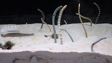 京都水族館に投稿された画像（2022/3/17）