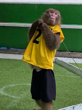 おさるランド＆アニタウン　日光さる軍団劇場に投稿された画像（2022/3/18）