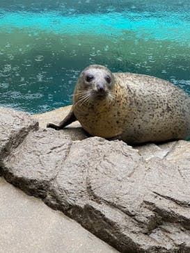 京都水族館に投稿された画像（2022/3/18）