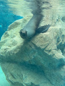 京都水族館に投稿された画像（2022/3/18）