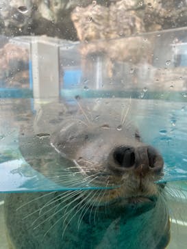 京都水族館に投稿された画像（2022/3/18）