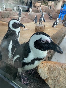 京都水族館に投稿された画像（2022/3/18）