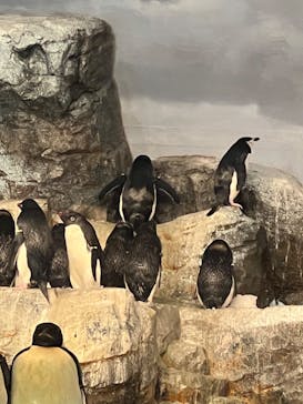 名古屋港水族館に投稿された画像（2022/3/18）