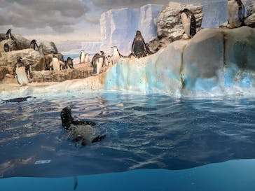 名古屋港水族館に投稿された画像（2022/3/18）