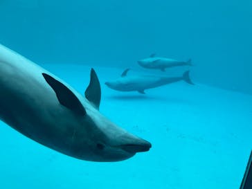 名古屋港水族館に投稿された画像（2022/3/18）