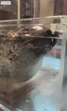 ゼロ距離水族館 伊勢シーパラダイスに投稿された画像（2022/3/18）