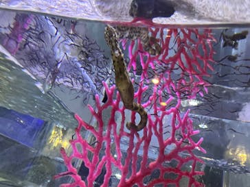 ゼロ距離水族館 伊勢シーパラダイスに投稿された画像（2022/3/18）