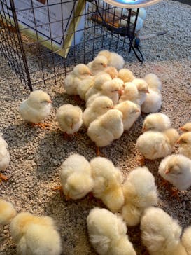 Moff animal cafe MARKIS 福岡ももち店に投稿された画像（2022/3/18）